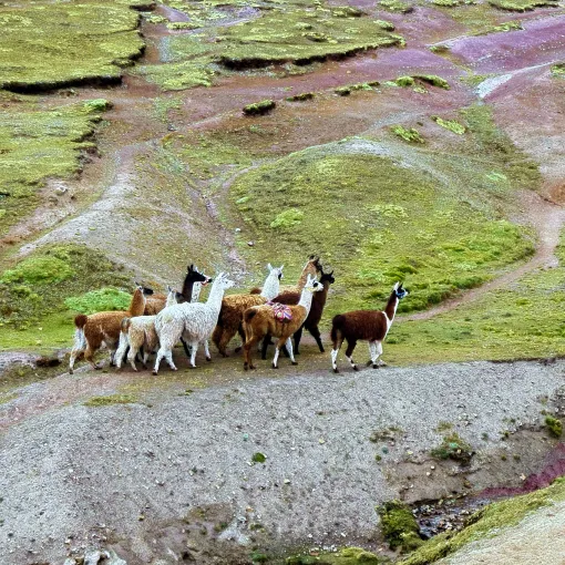 https://d2rzpmb54mcyw0.cloudfront.net/content/guides/cusco/cusco13.webp