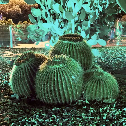 https://d2rzpmb54mcyw0.cloudfront.net/content/guides/baku/cactus-park2.webp