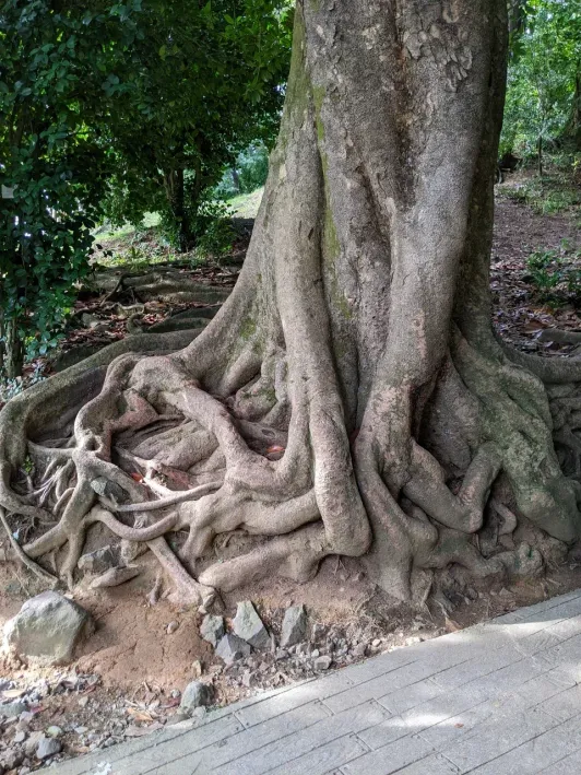 https://d2rzpmb54mcyw0.cloudfront.net/content/guides/batumi/botanical-garden2.webp