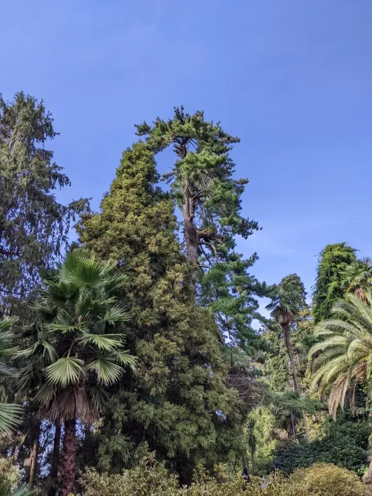 https://d2rzpmb54mcyw0.cloudfront.net/content/guides/batumi/botanical-garden4.webp