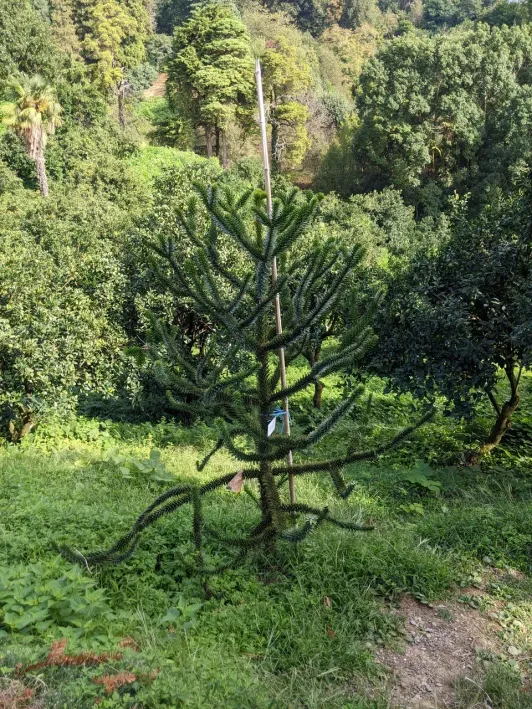 https://d2rzpmb54mcyw0.cloudfront.net/content/guides/batumi/botanical-garden6.webp