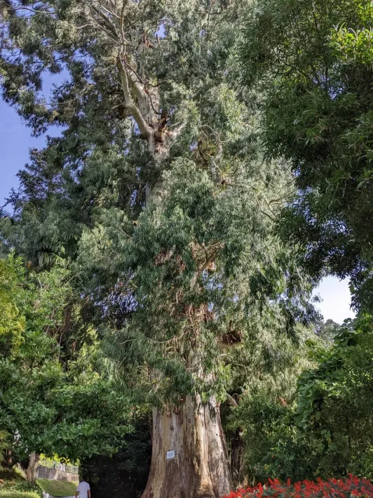 https://d2rzpmb54mcyw0.cloudfront.net/content/guides/batumi/botanical-garden7.webp