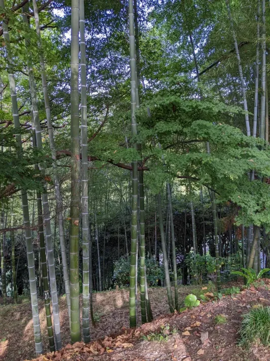 https://d2rzpmb54mcyw0.cloudfront.net/content/guides/batumi/botanical-garden9.webp