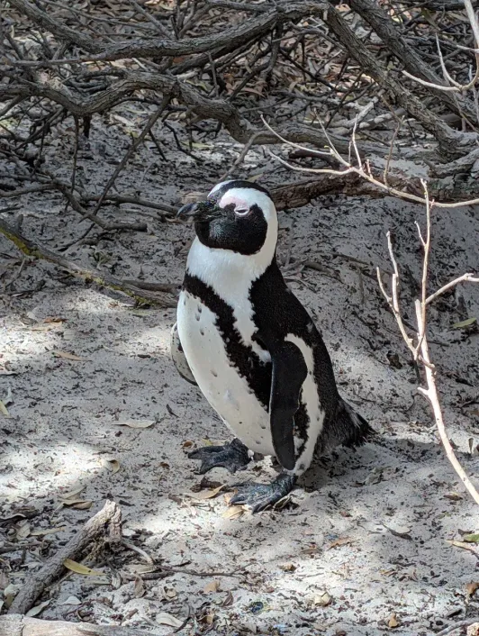 https://d2rzpmb54mcyw0.cloudfront.net/content/guides/cape-town/boulders-beach2.webp