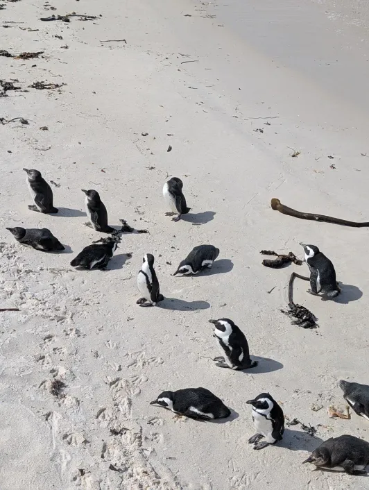 https://d2rzpmb54mcyw0.cloudfront.net/content/guides/cape-town/boulders-beach3.webp
