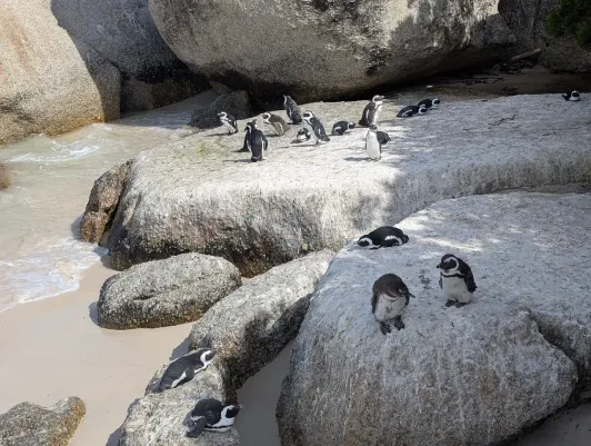 https://d2rzpmb54mcyw0.cloudfront.net/content/guides/cape-town/boulders-beach5.webp