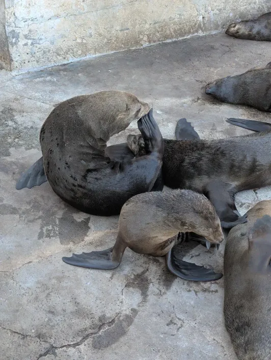 https://d2rzpmb54mcyw0.cloudfront.net/content/guides/cape-town/seal-landing2.webp