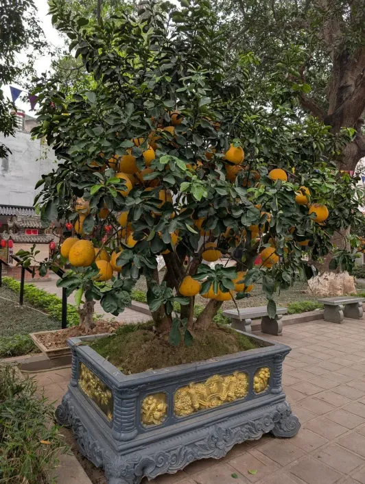 https://d2rzpmb54mcyw0.cloudfront.net/content/guides/hanoi/quan-thanh-temple3.webp