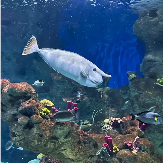 https://d2rzpmb54mcyw0.cloudfront.net/content/guides/jeddah/fakieh-aquarium2.webp