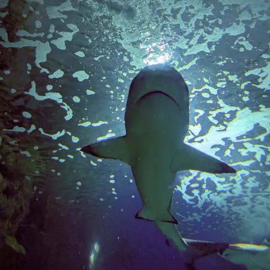 https://d2rzpmb54mcyw0.cloudfront.net/content/guides/jeddah/fakieh-aquarium3.webp