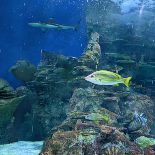 https://d2rzpmb54mcyw0.cloudfront.net/content/guides/jeddah/fakieh-aquarium4.webp