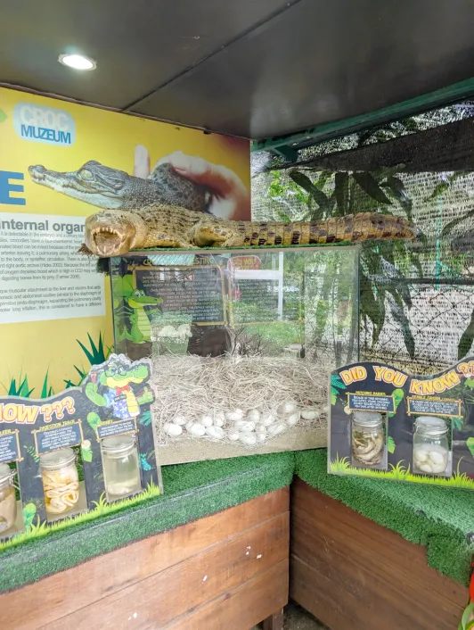 https://d2rzpmb54mcyw0.cloudfront.net/content/guides/langkawi/crocodile-adventureland2.webp