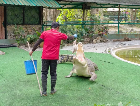 https://d2rzpmb54mcyw0.cloudfront.net/content/guides/langkawi/crocodile-adventureland3.webp