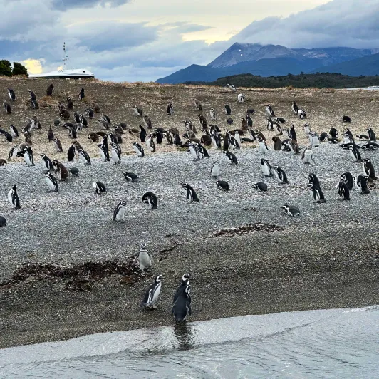 https://d2rzpmb54mcyw0.cloudfront.net/content/guides/ushuaia/island-martillo2.webp