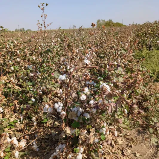https://d2rzpmb54mcyw0.cloudfront.net/content/guides/uzbekistan/cotton-field2.webp