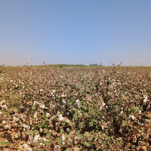 https://d2rzpmb54mcyw0.cloudfront.net/content/guides/uzbekistan/cotton-field3.webp
