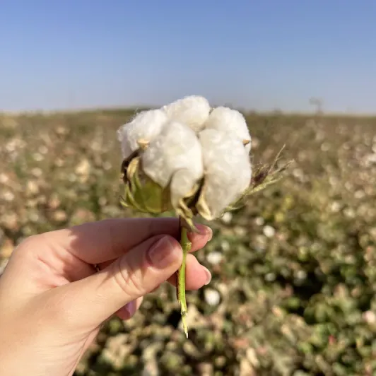 https://d2rzpmb54mcyw0.cloudfront.net/content/guides/uzbekistan/cotton-field4.webp