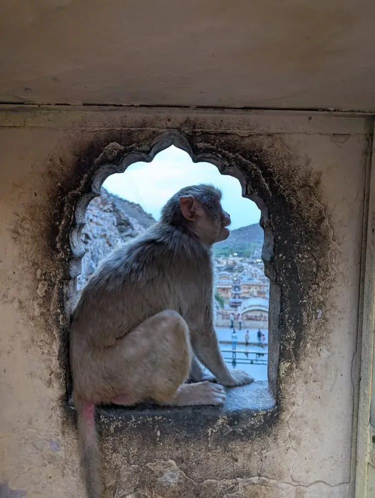 Checkin Jaipur, Раджастан, Индия 1